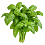 Basil (तुलसी (बेसिल))