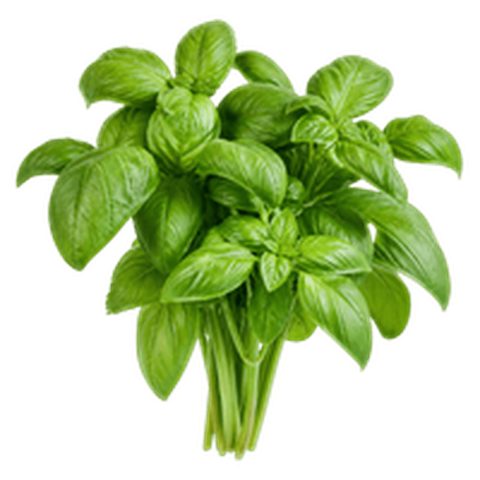 Basil (तुलसी (बेसिल))