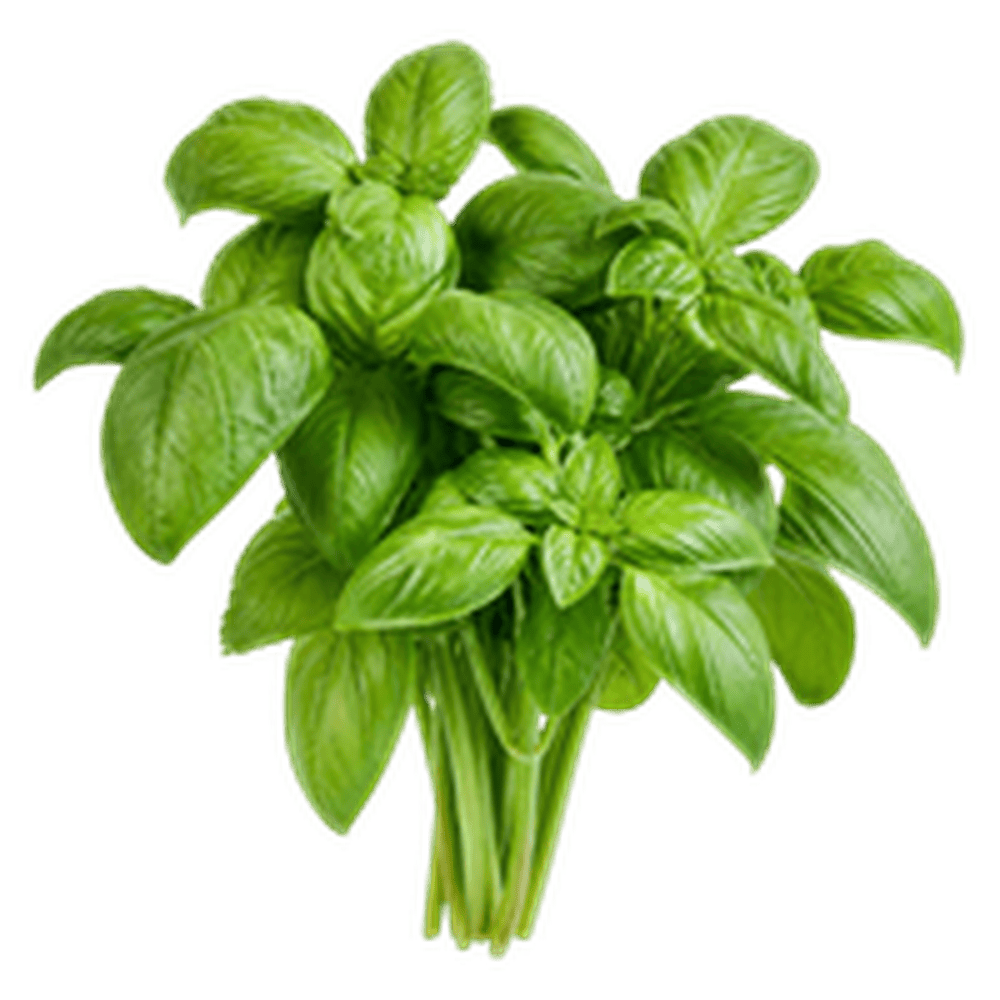 Basil (तुलसी (बेसिल))