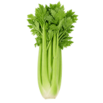 Celery (सेलेरी)