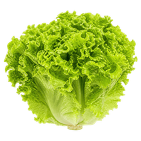 Lettuce (लेट्यूस (सलाद पत्ता))