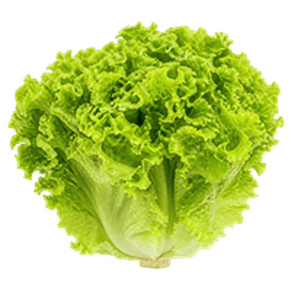 Lettuce (लेट्यूस (सलाद पत्ता))