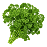 Parsley (अजमोद (पार्सले))