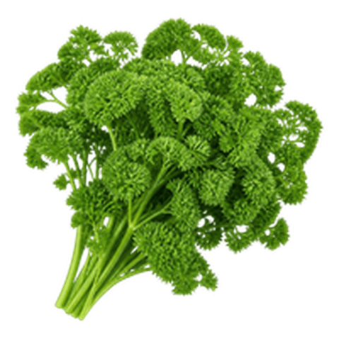 Parsley (अजमोद (पार्सले))