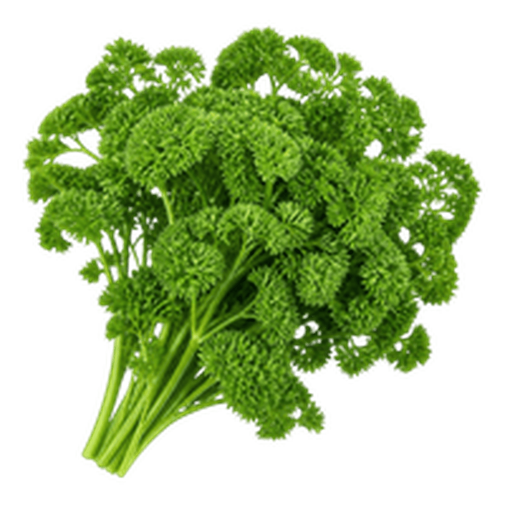 Parsley (अजमोद (पार्सले))